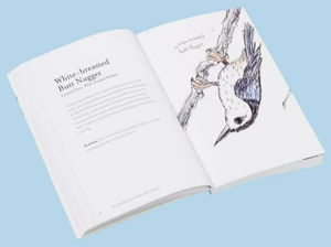 Thumbnail: The Field Guide to Dumb Birds of America