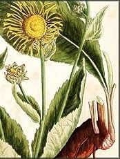 Thumbnail: Healing Plants: From Elizabeth Blackwell's Curious Herbal
