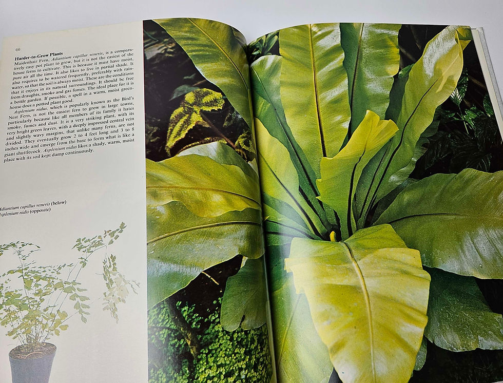 Thumbnail: The Love of Indoor Plants by Benjamin Lovell