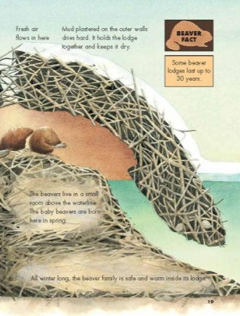 Thumbnail: What Goes on inside a Beaver Pond?