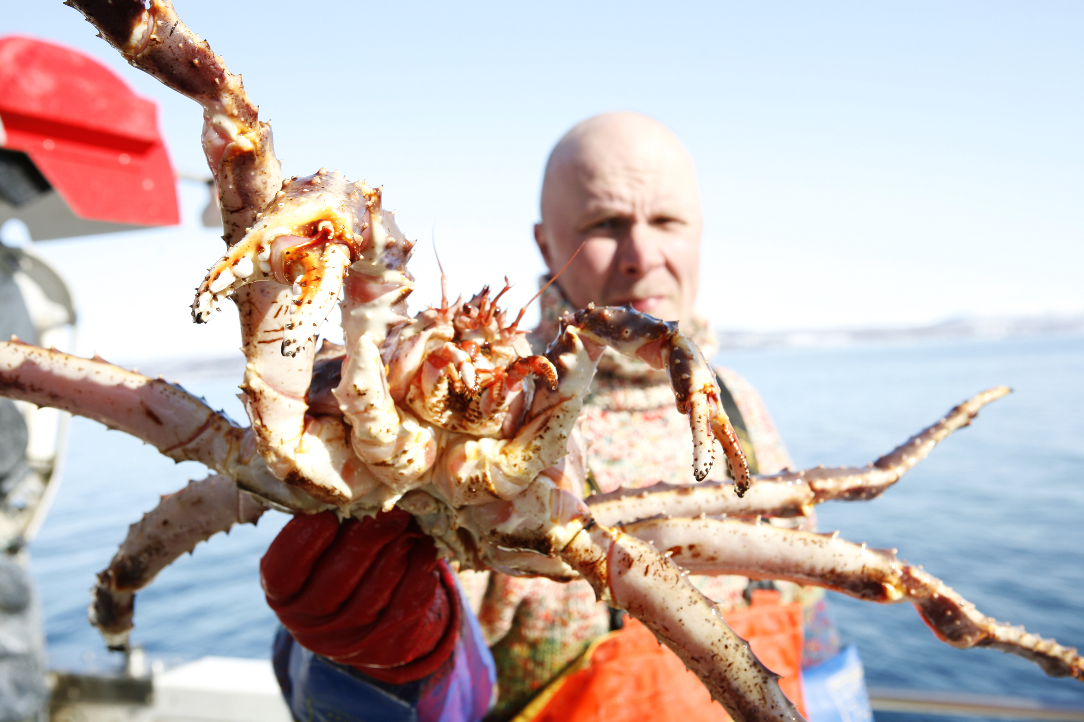 king crab hight resolution