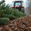 Explore Christmas Tree Collection Services