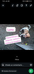 Luna cachorra cazadora
