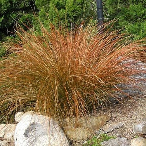 Thumbnail: CAREX ORANGE  SEDGE GRASS