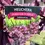 Thumbnail: Heuchera Forever Purple