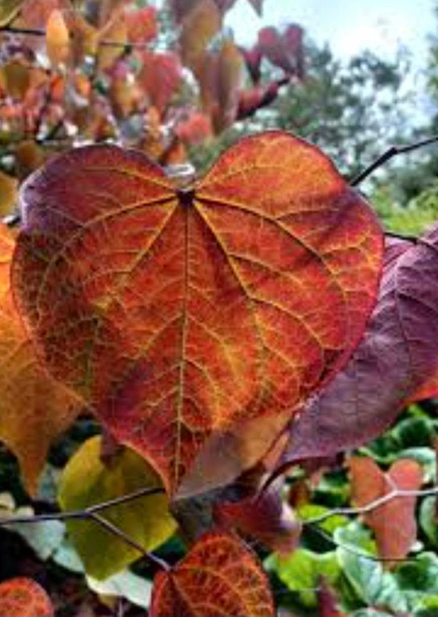 Thumbnail: Cercis Forest Pansy Tree
