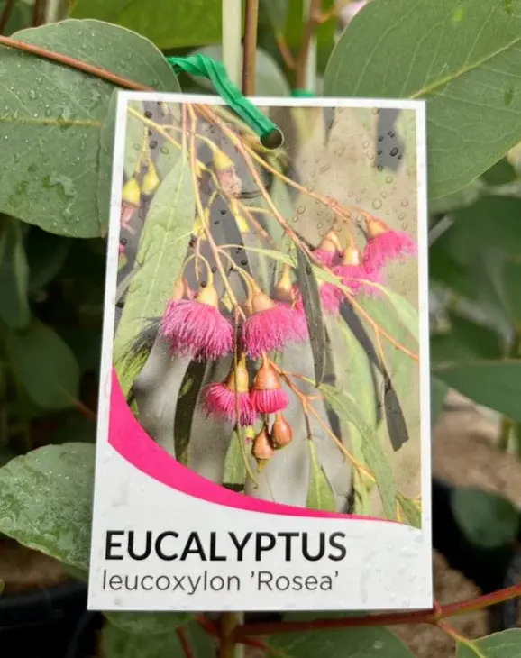 Thumbnail: Eucalyptus Leucoxylon Rosea - Pink Flowering Gum