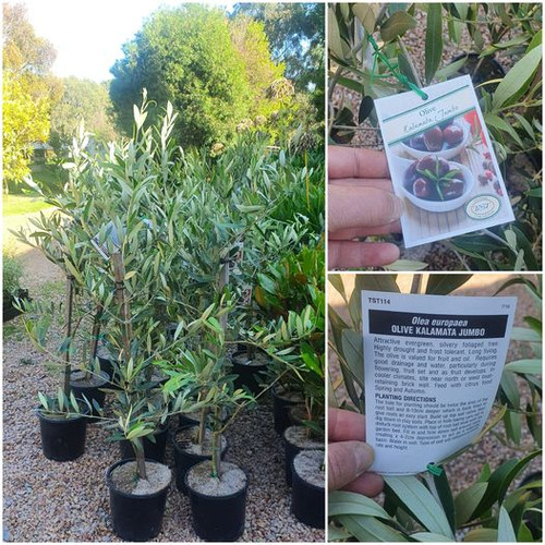 Olive Kalamata Tree Gippy Garden Plants