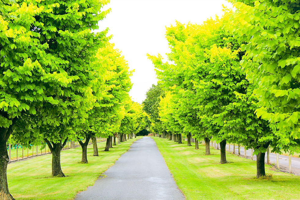 Thumbnail: GOLDEN ELM TREES - LOCAL DELIVERY ONLY