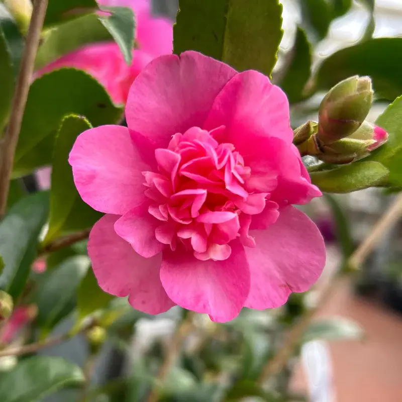 CAMELLIA SASANQUA JENNIFER SUSAN