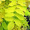 Thumbnail: GOLDEN ROBINIA TREE