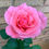 Thumbnail: Queen Elizabeth Tea Bush Rose