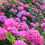 Thumbnail: Hydrangea Pink Blue Sunset