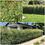 Thumbnail: Silver Sheen Pittosporums Hedge 6inch
