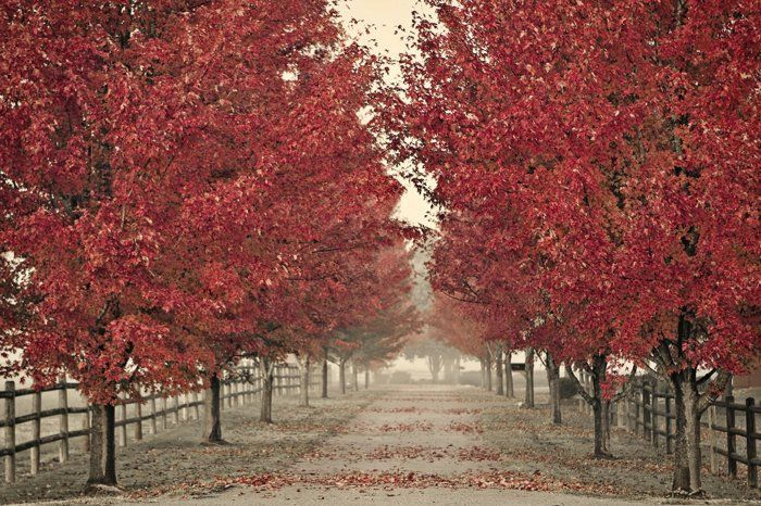 Thumbnail: JEFFERSON RED MAPLE TREE - LOCAL DELIVERY ONLY