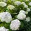 Thumbnail: WHITE HYDRANGEA