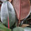 Thumbnail: Ficus Burgundy  Rubber Plant