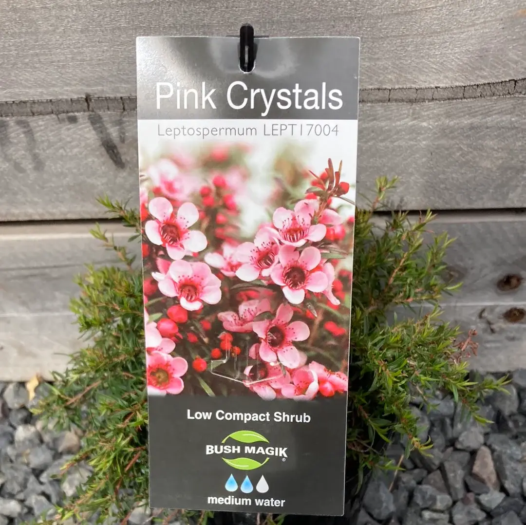 LEPTOSPERMUM  PINK CRYSTAL