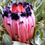 Thumbnail: PROTEA PINK MINK