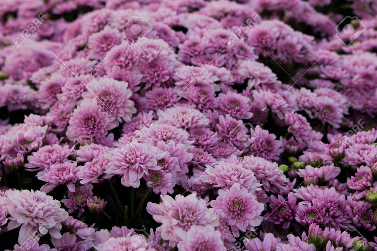 Chrysanthemum Purple
