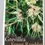 Thumbnail: GREVILLEA FOREST RAMBLER