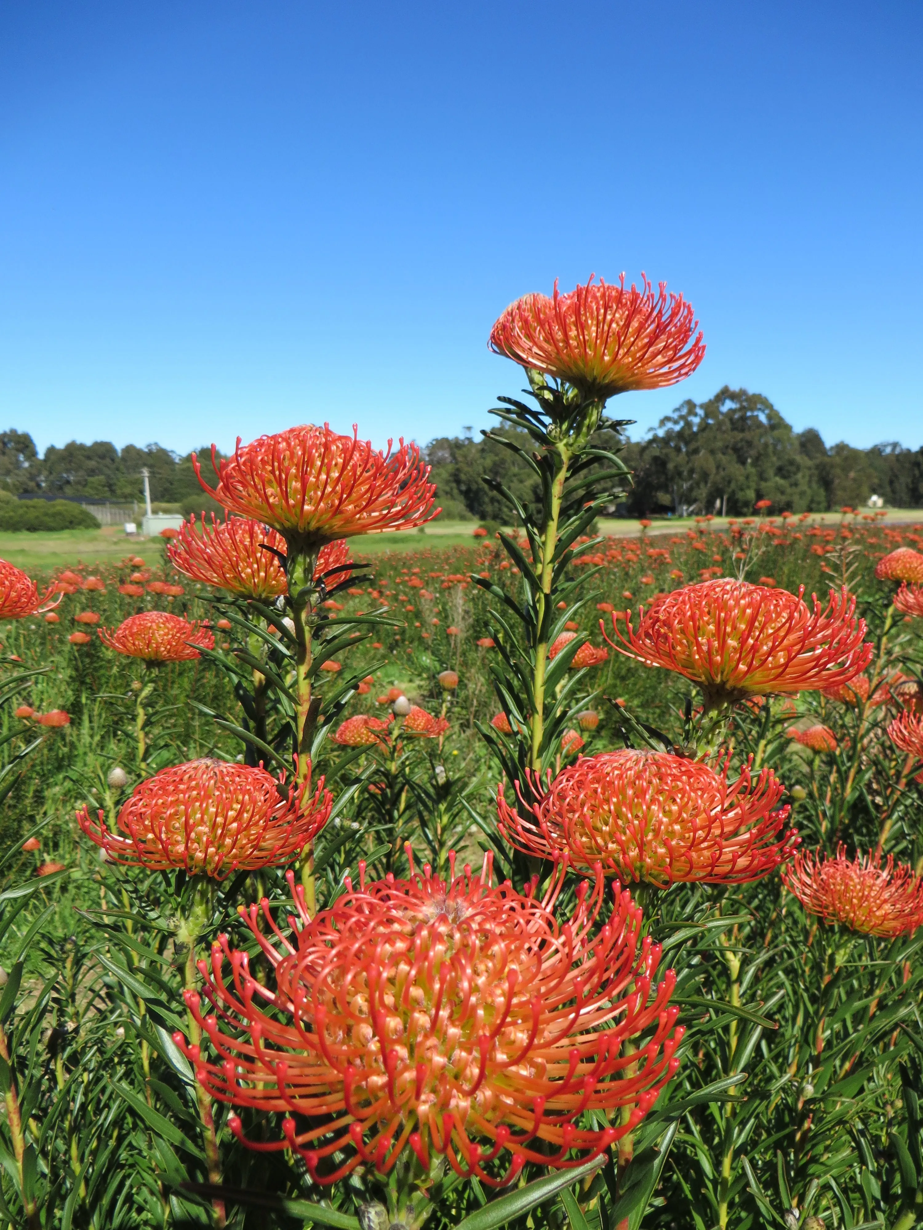 Leucospermum So Successful | Gippy Garden Plants