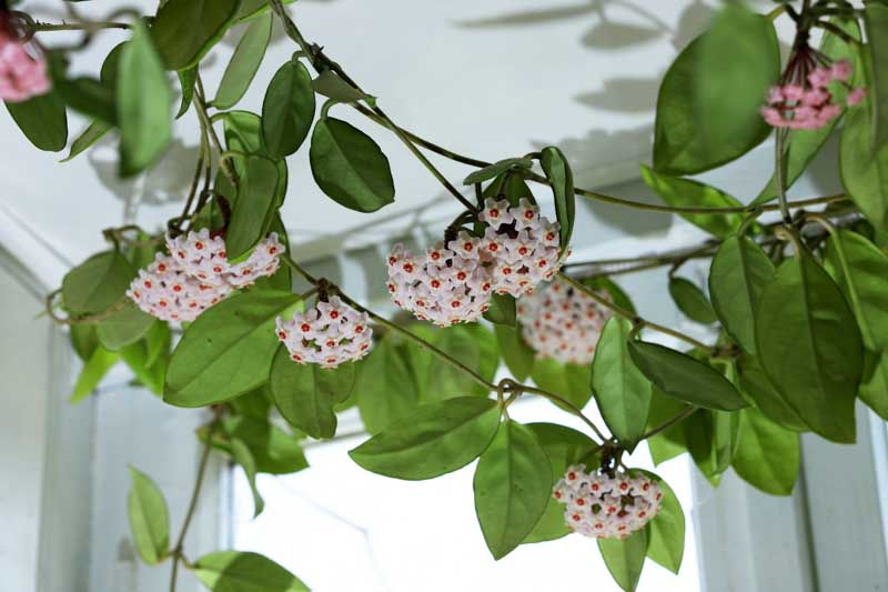 Thumbnail: Hoya Carnosa - Pink Hoya