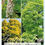 Thumbnail: GOLDEN ROBINIA TREE