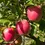 Thumbnail: BARE ROOT  Pink Lady Apple Tree