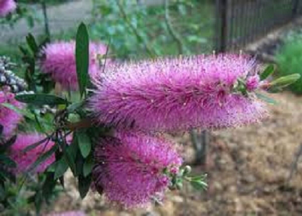 CALLISTEMON PURPLE  SPLENDOUR