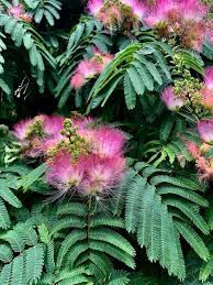 Persian Silk Tree