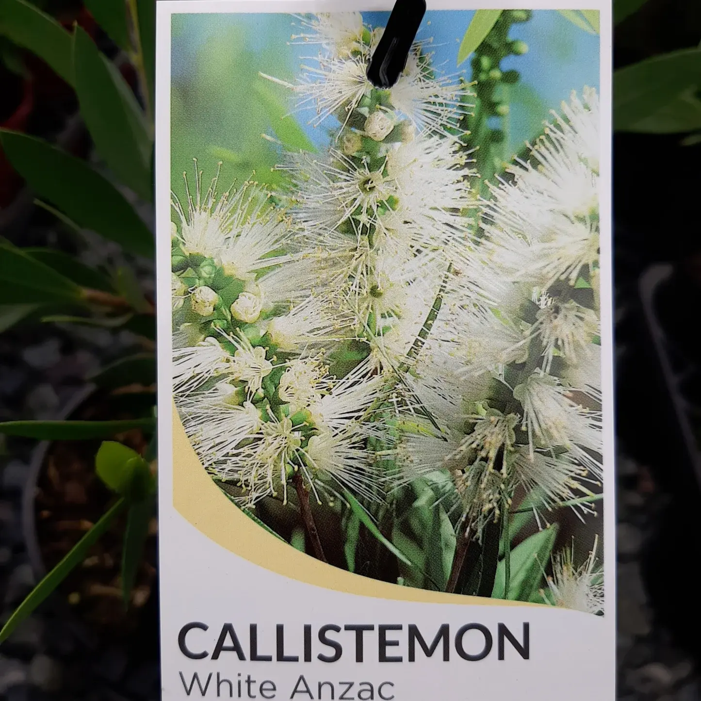 CALLISTEMON WHITE ANZAC
