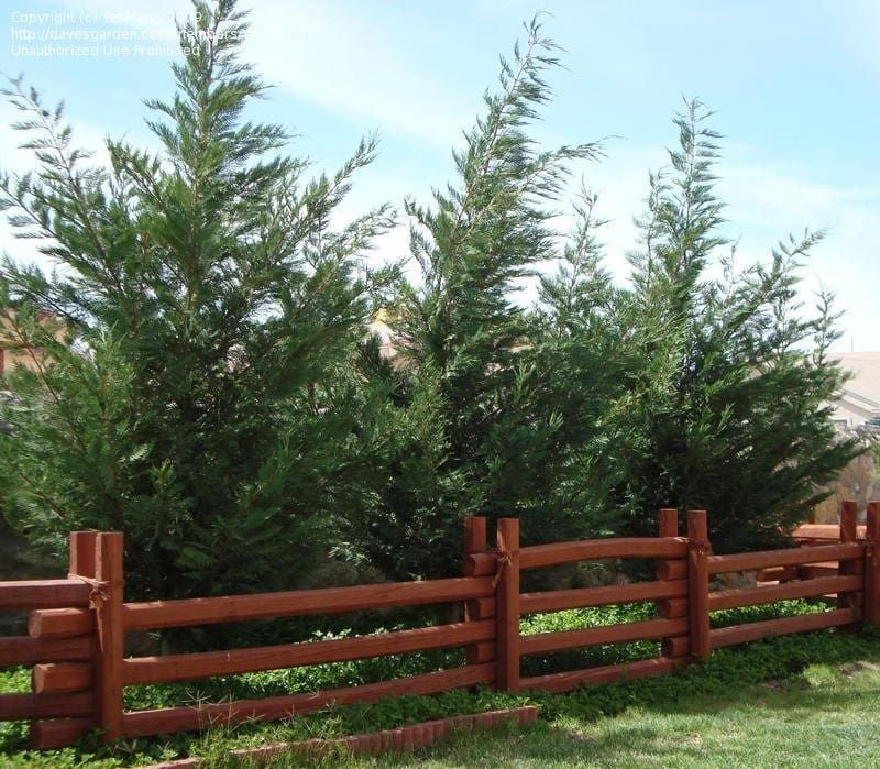 Thumbnail: CUPRESSUS - LEIGHTON GREEN CONIFER