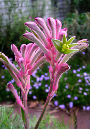 Kangaroo Paw Bush Pearl Pink | Gippy Garden Plants