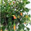 Thumbnail: GOLDFISH PLANT