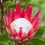 Thumbnail: Protea Madiba