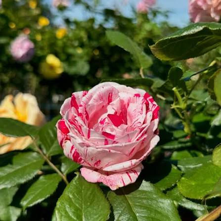 Peppermint Twist Bush Rose