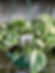 Snow Queen Pothos