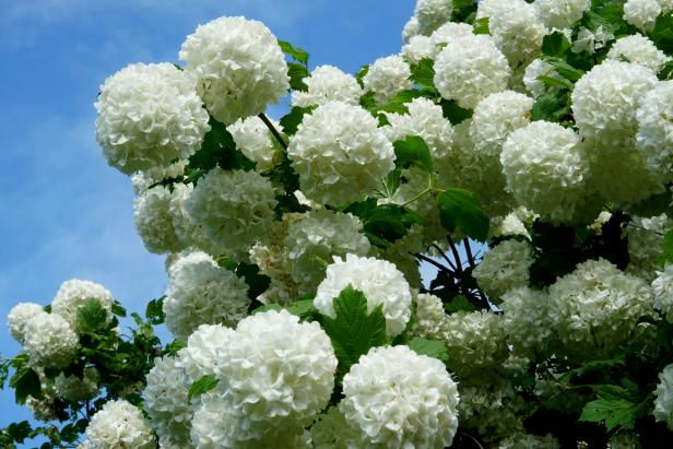 SNOWBALL BUSH