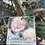 Thumbnail: CAMELLIA JAPONICA MARGARET DAVIS