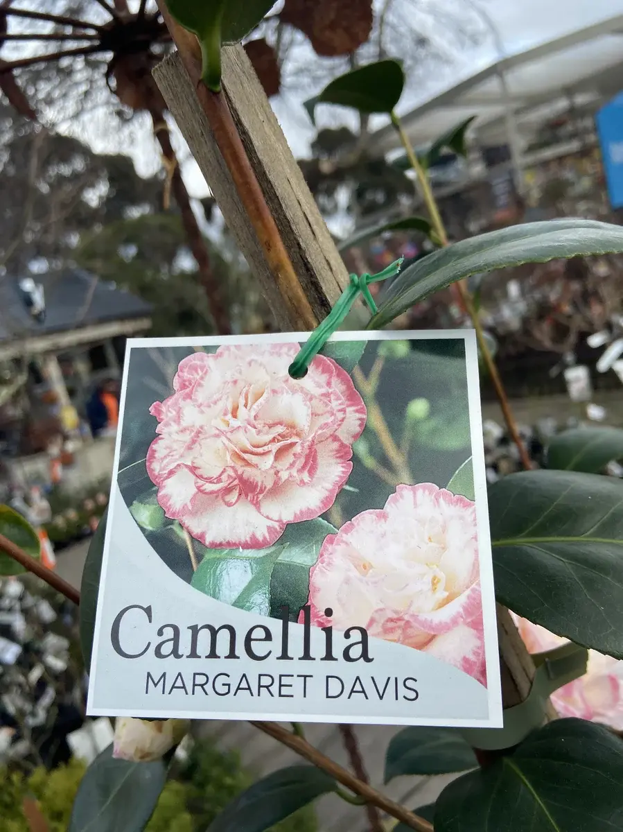 CAMELLIA JAPONICA MARGARET DAVIS