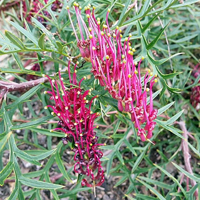 GREVILLEA BRONZE RAMBLER