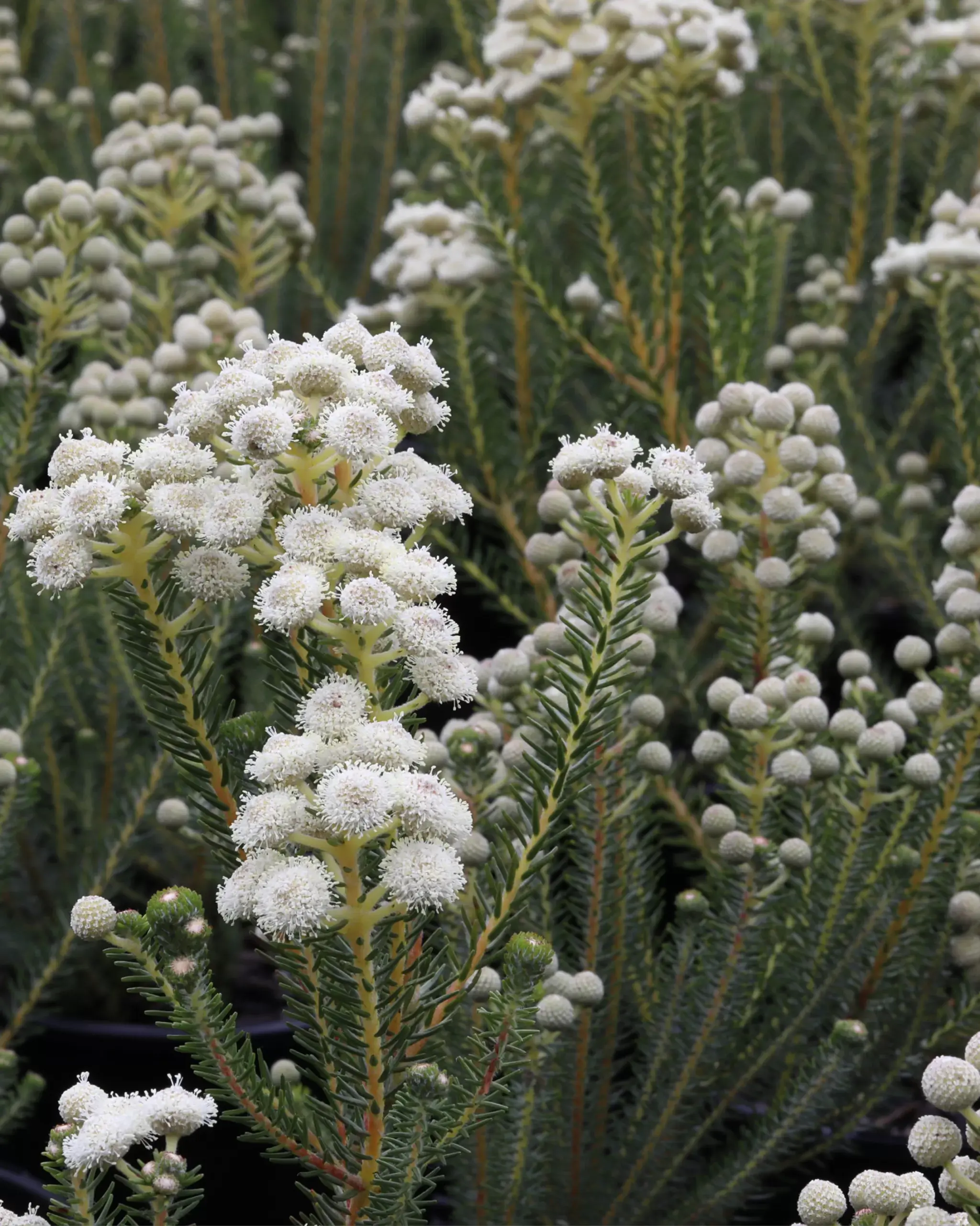 BERZELIA BUTTONBUSH SNOW