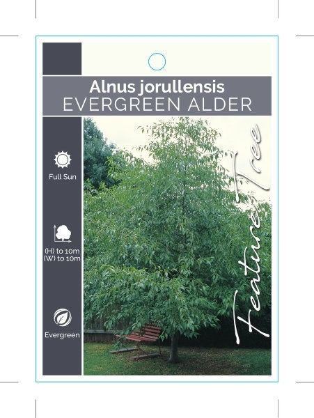 EVERGREEN ALDER
