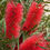 Thumbnail: CALLISTEMON KINGS PARK