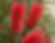 CALLISTEMON KINGS PARK