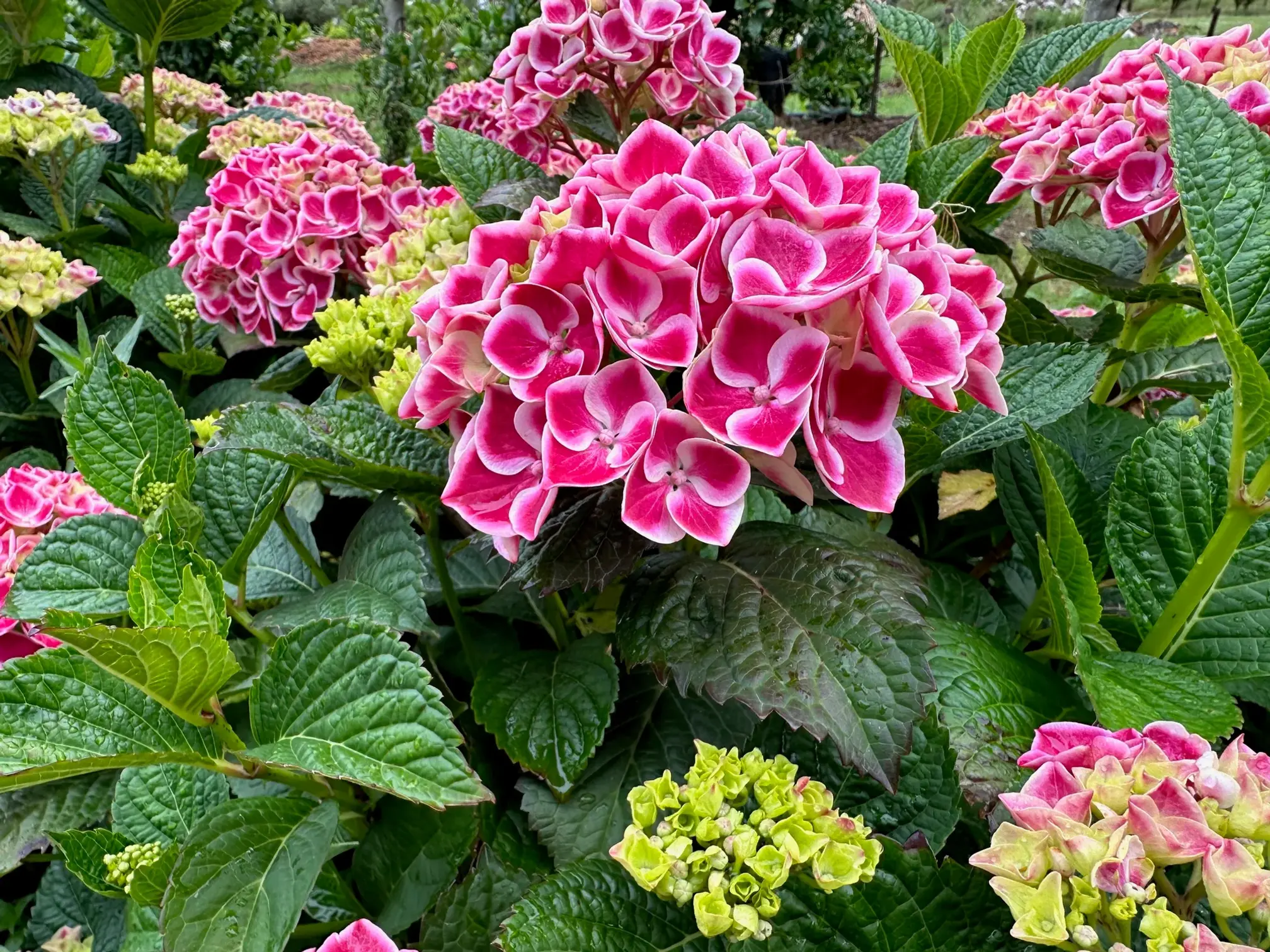 HYDRANGEA PINK SATURN