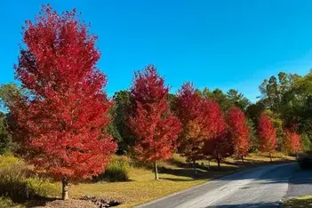Thumbnail: JEFFERSON RED MAPLE TREE - LOCAL DELIVERY ONLY