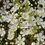 Thumbnail: Chamelaucium Wax Flower Dawn Pearl