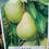Thumbnail: Packham Pear